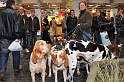 Pferd u Jagd   032